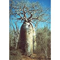 Amazon | 【種子】Adansonia Fony ◇アダンソニア・フォニー